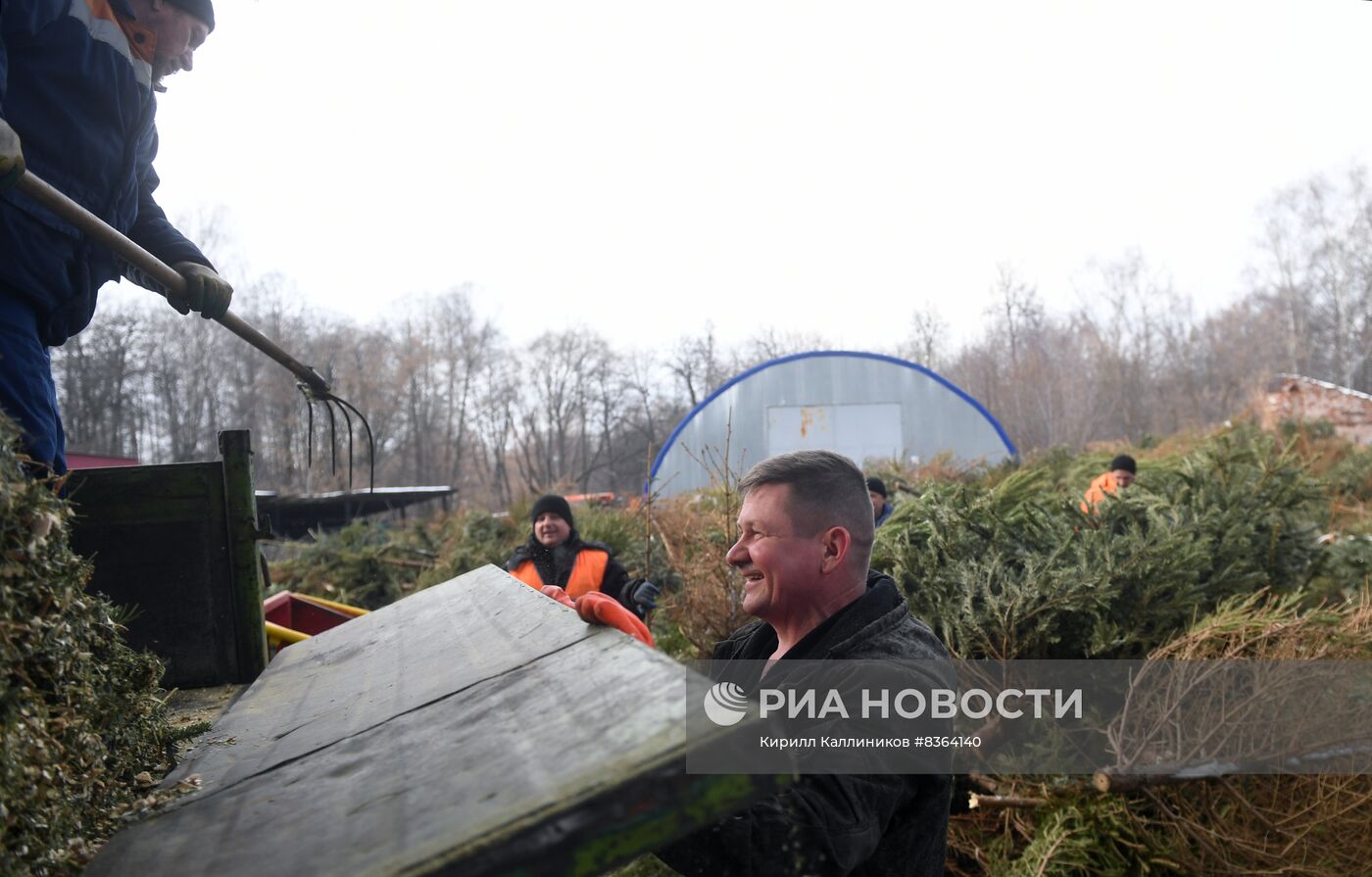 Переработка и утилизация новогодних елей