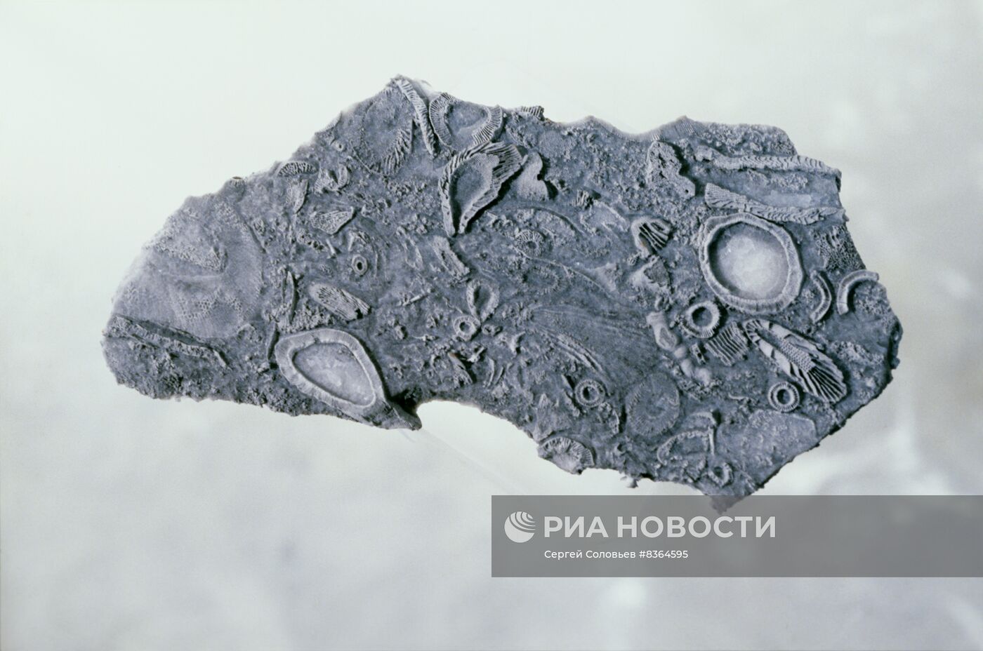 Палеонтологический музей имени Ю. А. Орлова АН СССР