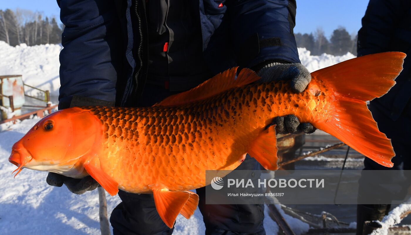 Назаровское рыбное хозяйство в Красноярском крае