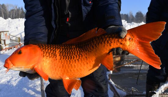 Назаровское рыбное хозяйство в Красноярском крае