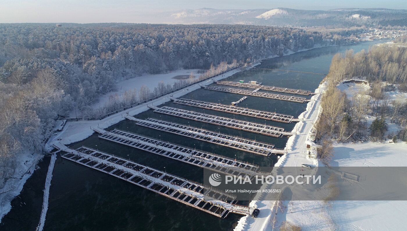 Назаровское рыбное хозяйство в Красноярском крае