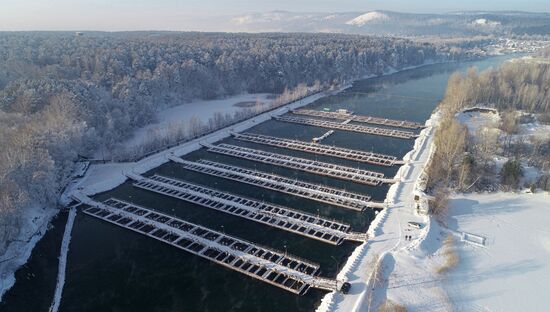 Назаровское рыбное хозяйство в Красноярском крае