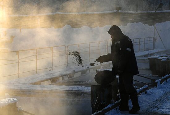 Назаровское рыбное хозяйство в Красноярском крае