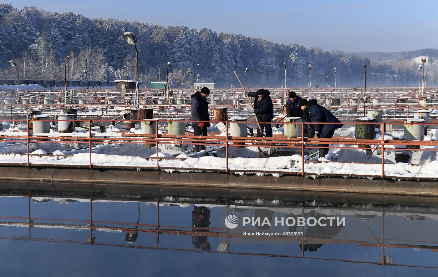 Назаровское рыбное хозяйство в Красноярском крае