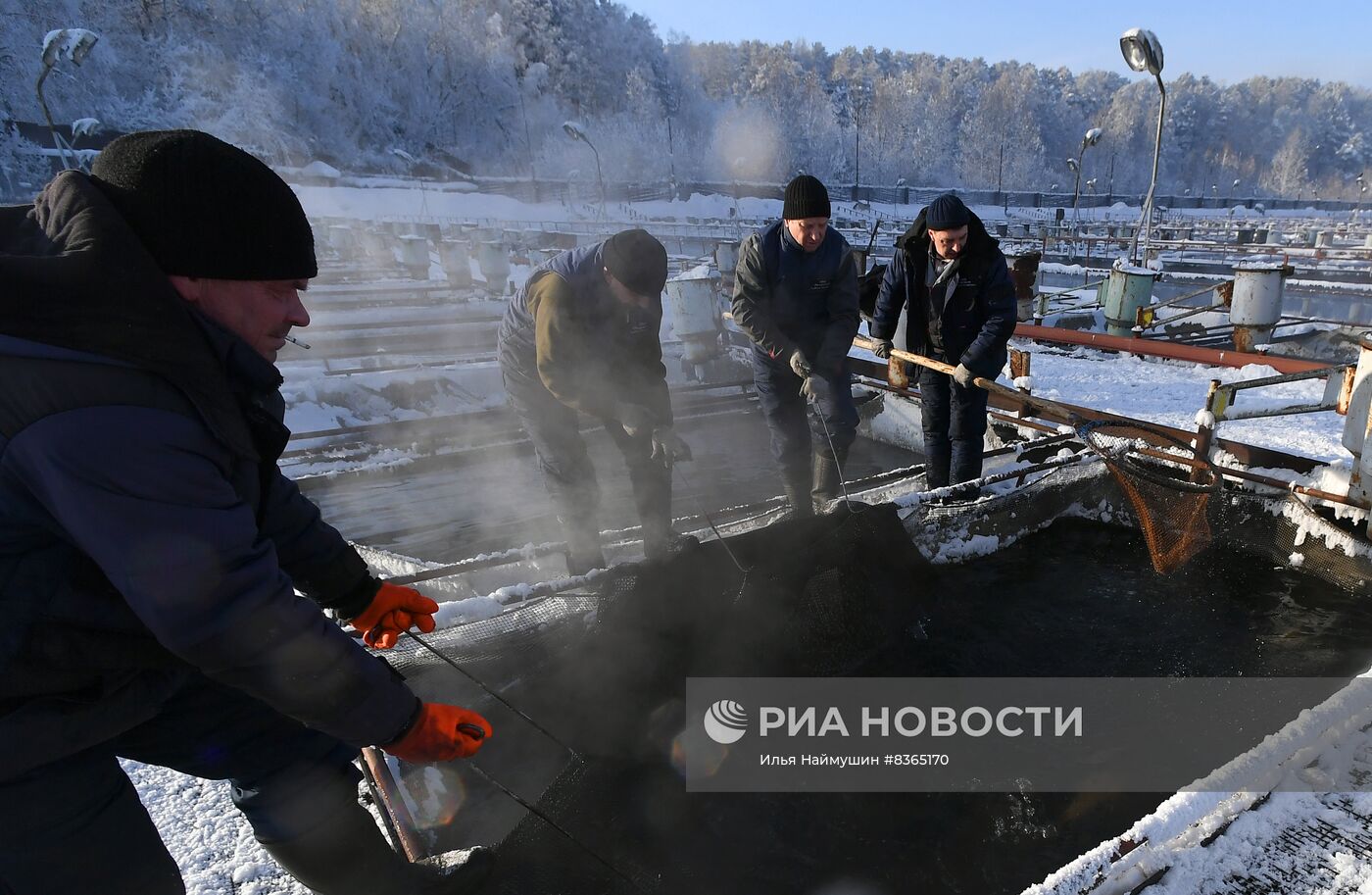 Назаровское рыбное хозяйство в Красноярском крае