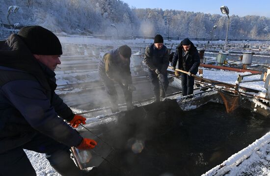 Назаровское рыбное хозяйство в Красноярском крае