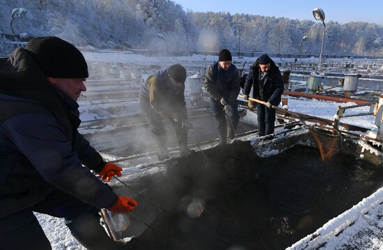 Назаровское рыбное хозяйство в Красноярском крае