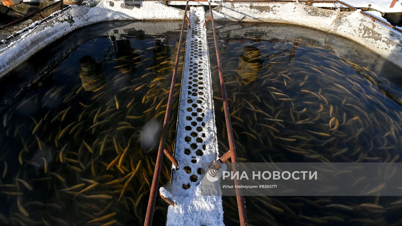 Назаровское рыбное хозяйство в Красноярском крае