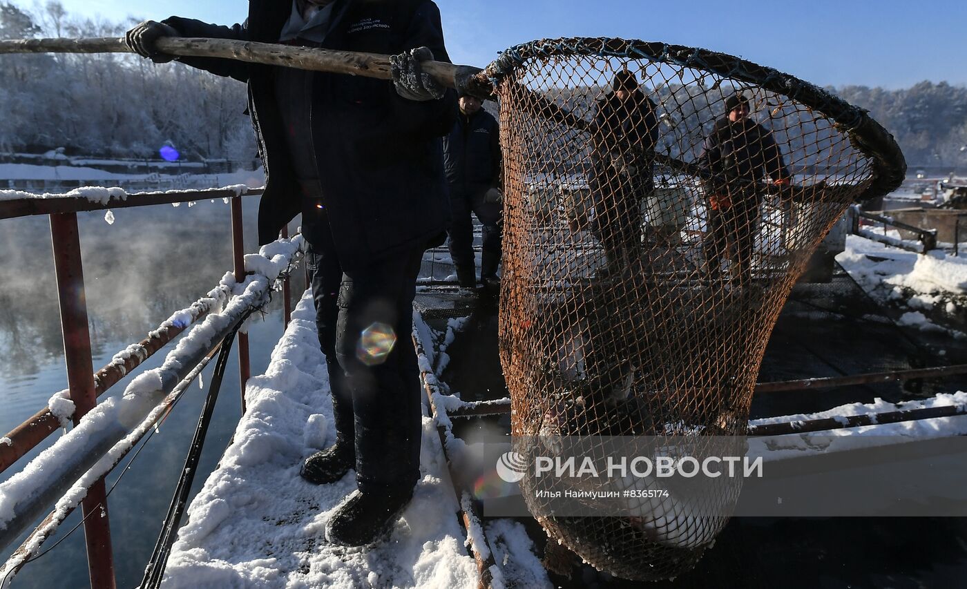 Назаровское рыбное хозяйство в Красноярском крае