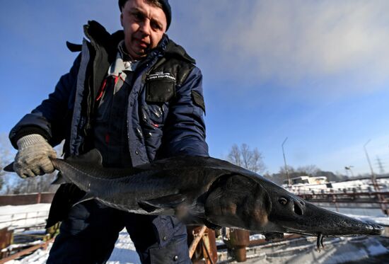 Назаровское рыбное хозяйство в Красноярском крае
