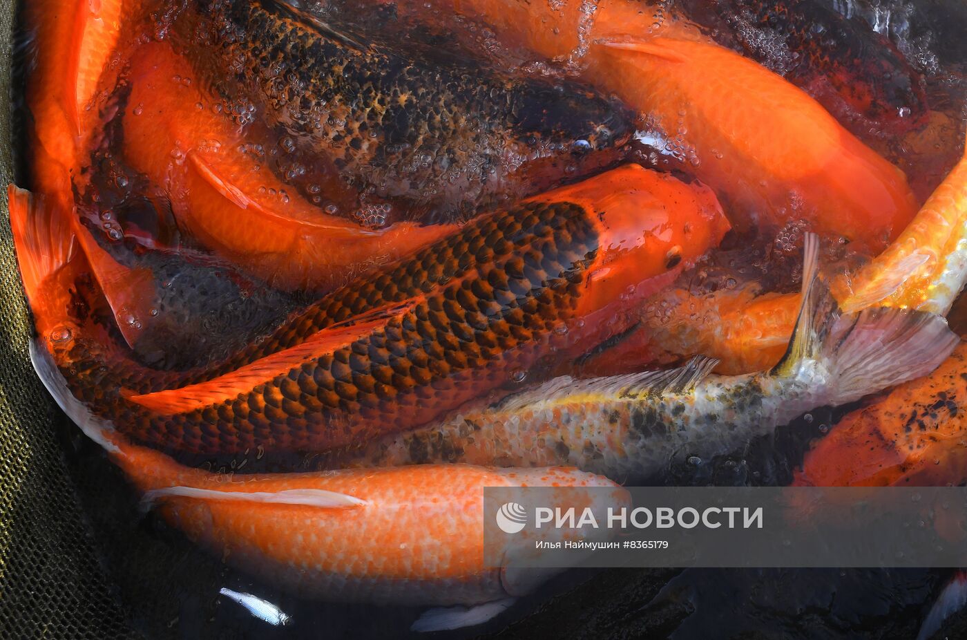 Назаровское рыбное хозяйство в Красноярском крае