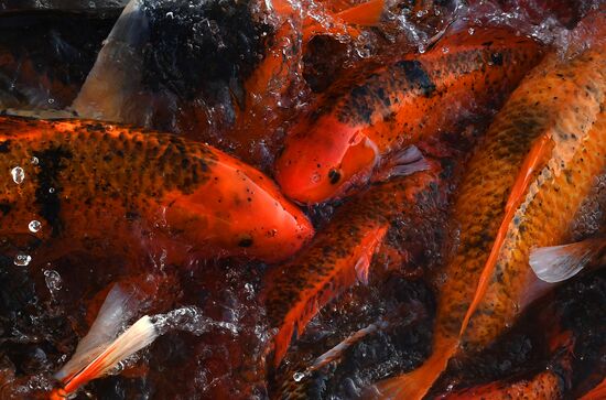 Назаровское рыбное хозяйство в Красноярском крае