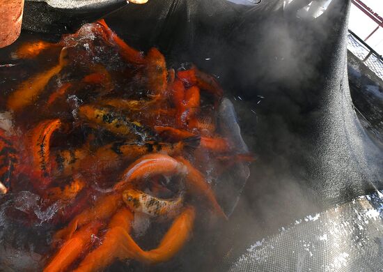 Назаровское рыбное хозяйство в Красноярском крае