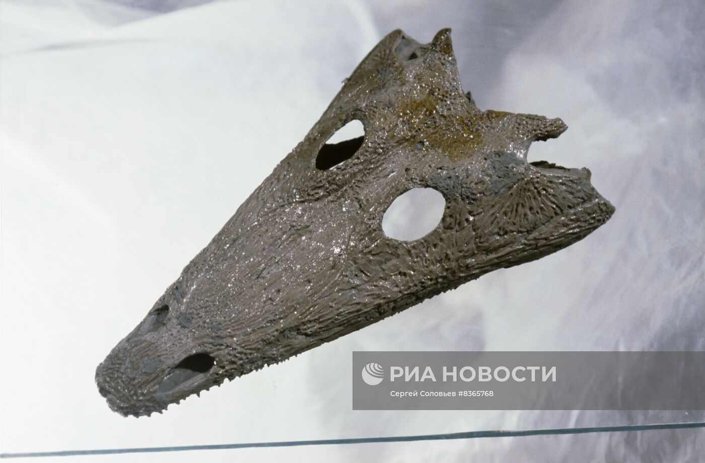 Палеонтологический музей имени Ю. А. Орлова АН СССР