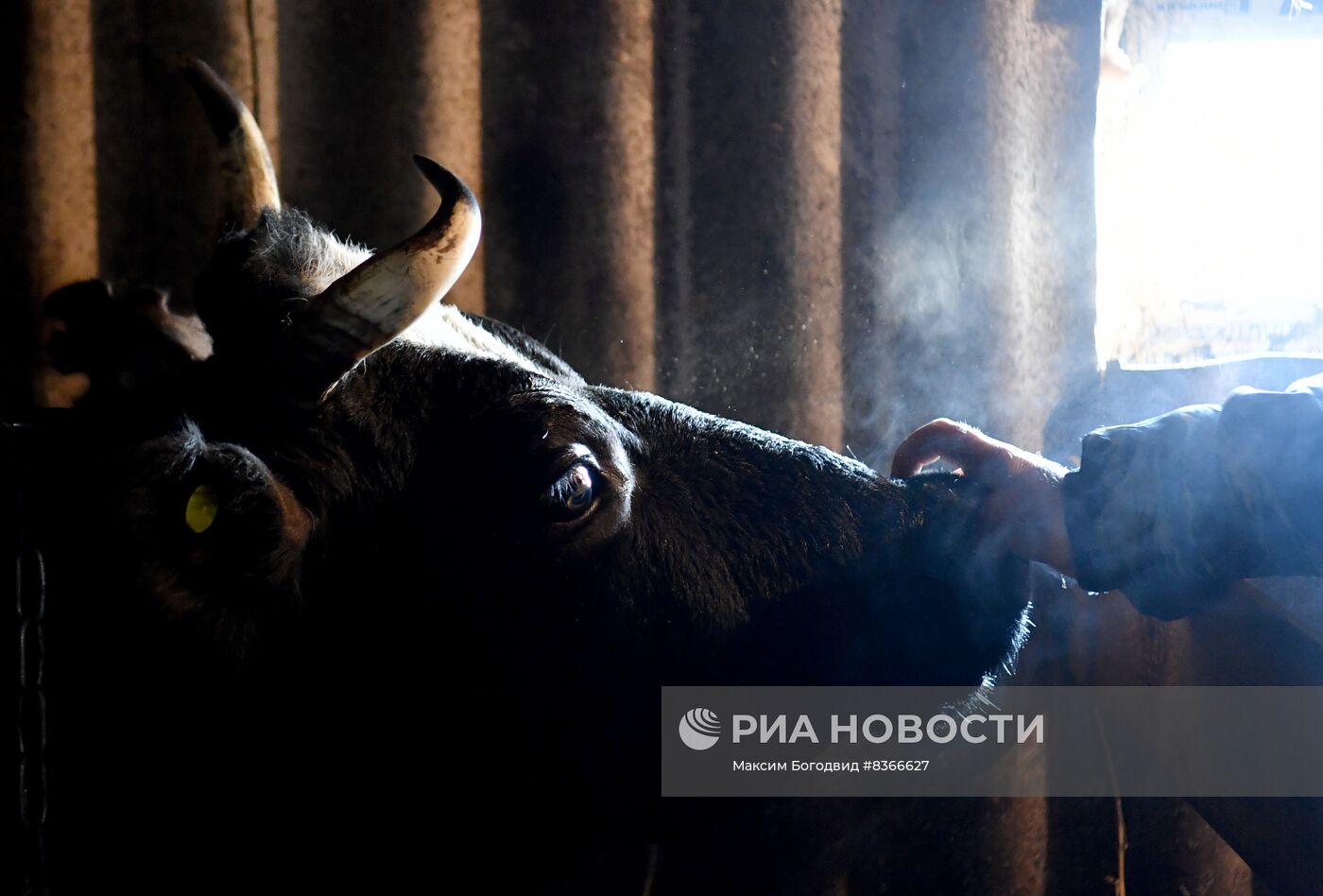 Учёт крупного рогатого скота в Татарстане