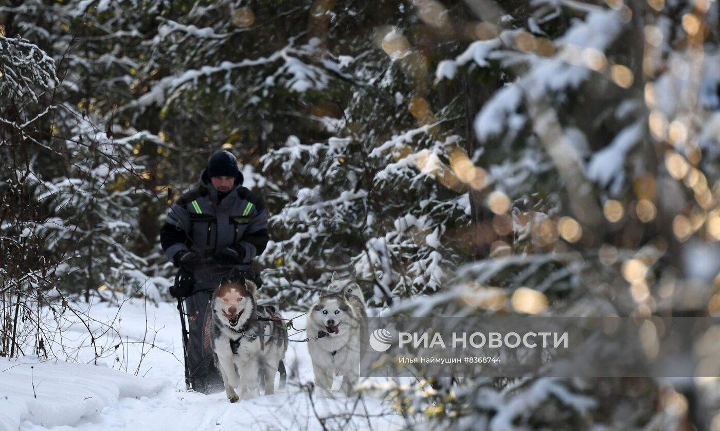 Катание на собачьих упряжках в Красноярском крае