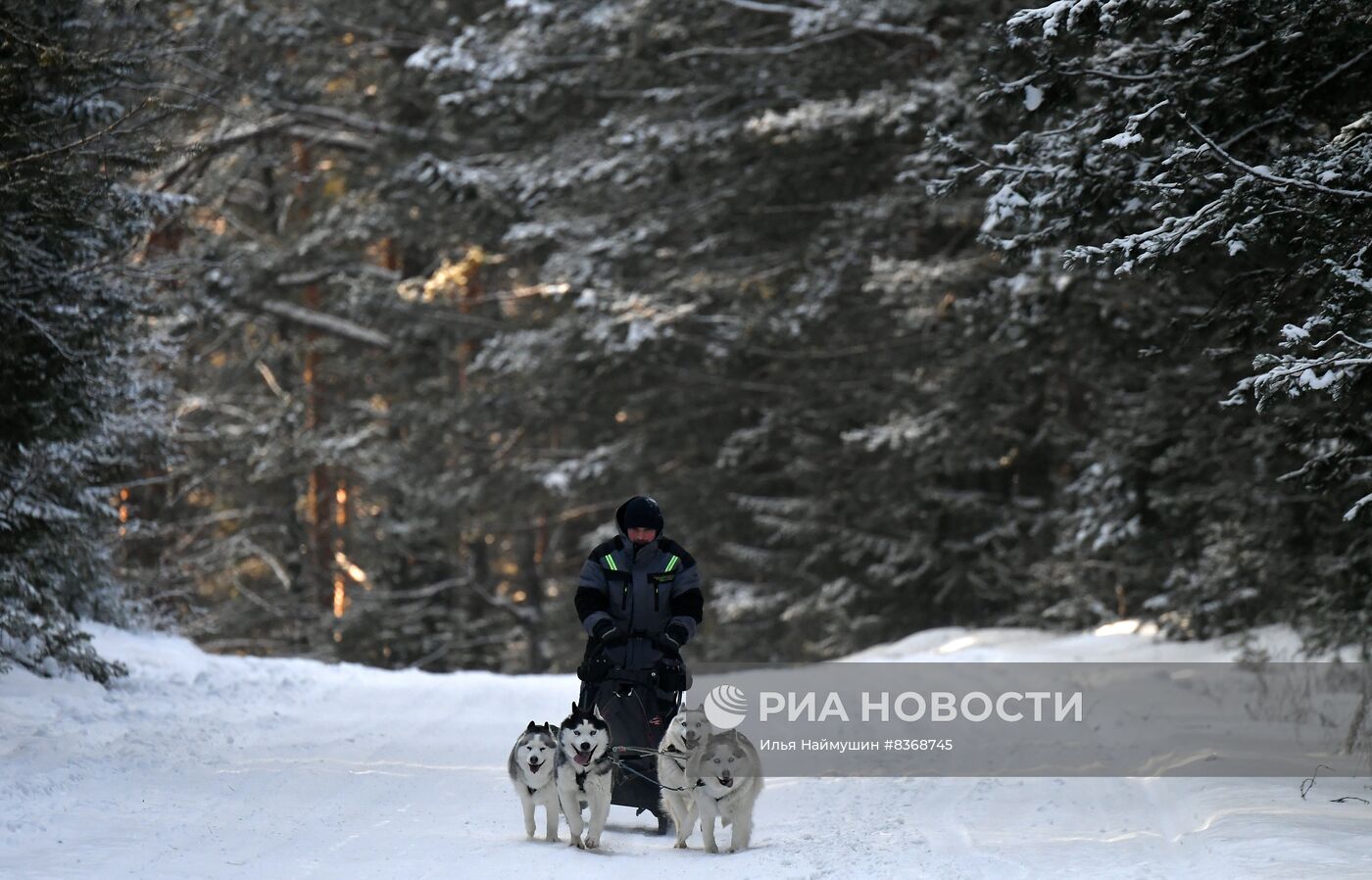 Катание на собачьих упряжках в Красноярском крае