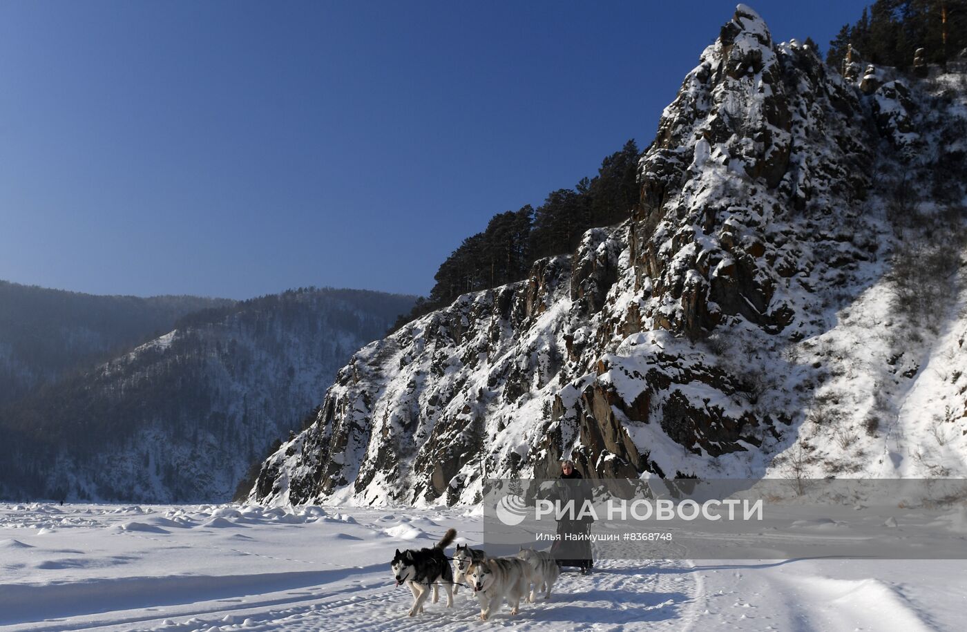 Катание на собачьих упряжках в Красноярском крае