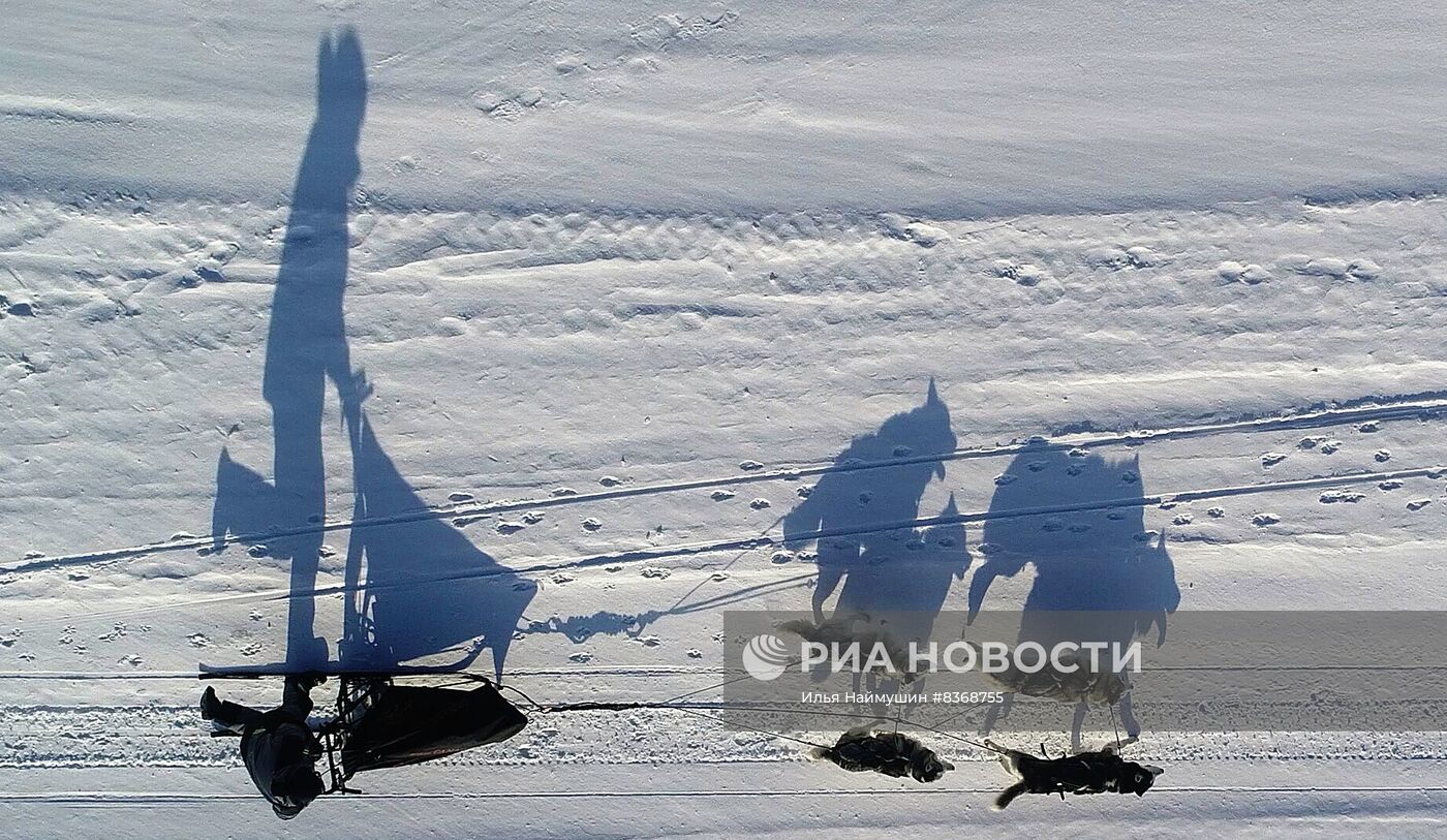 Катание на собачьих упряжках в Красноярском крае