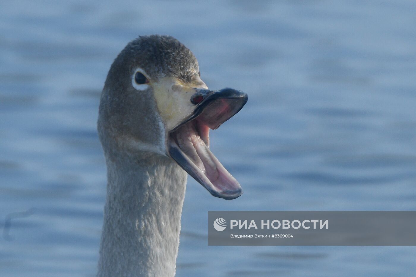 Зимовка лебедей в Алтайском крае