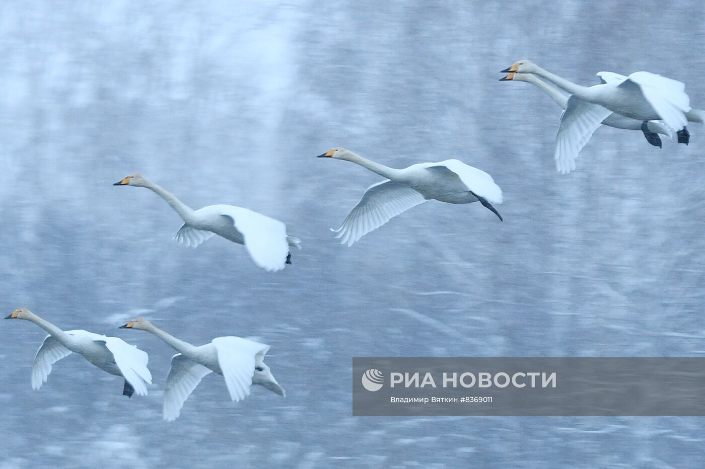 Зимовка лебедей в Алтайском крае