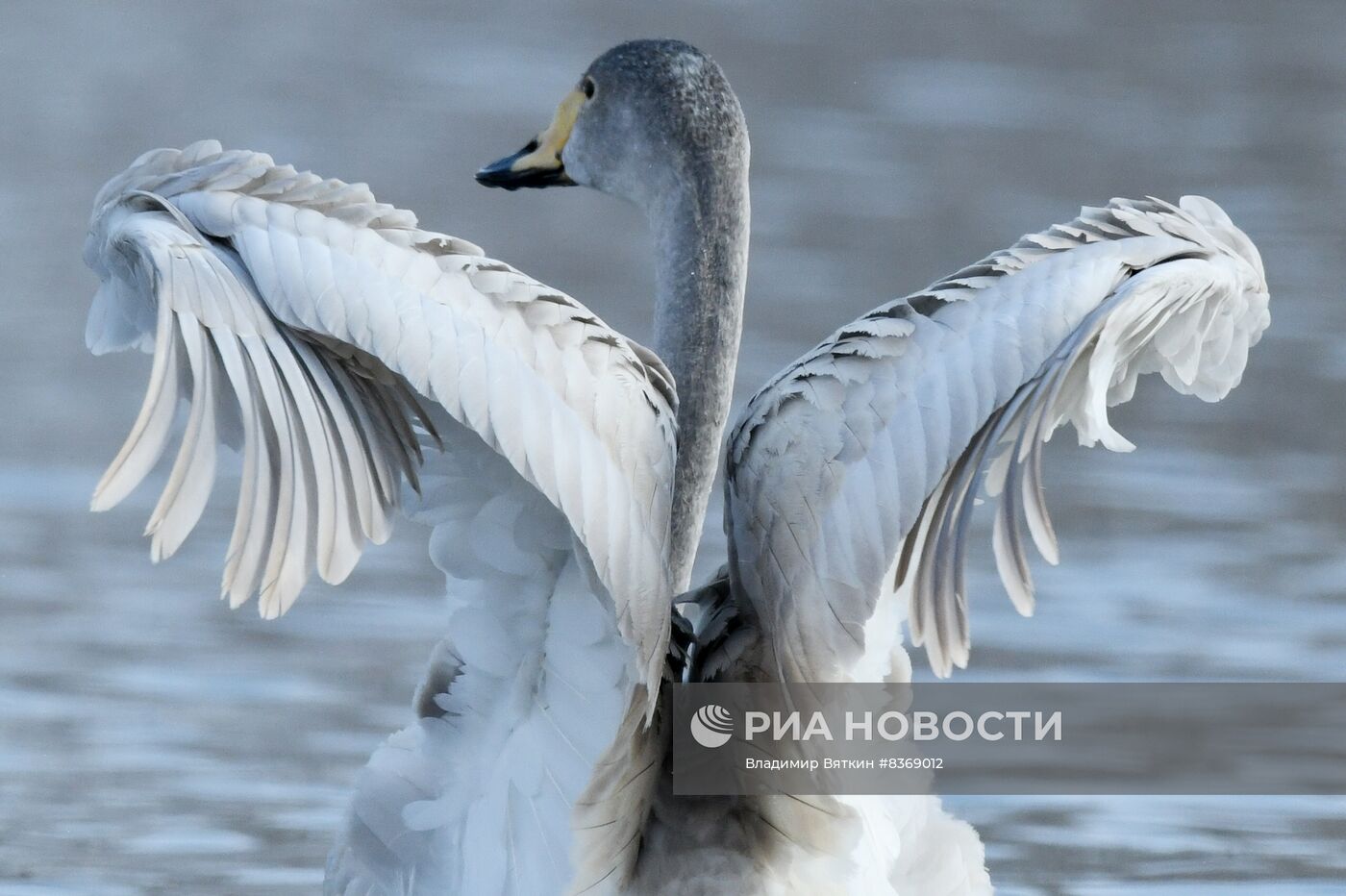 Зимовка лебедей в Алтайском крае