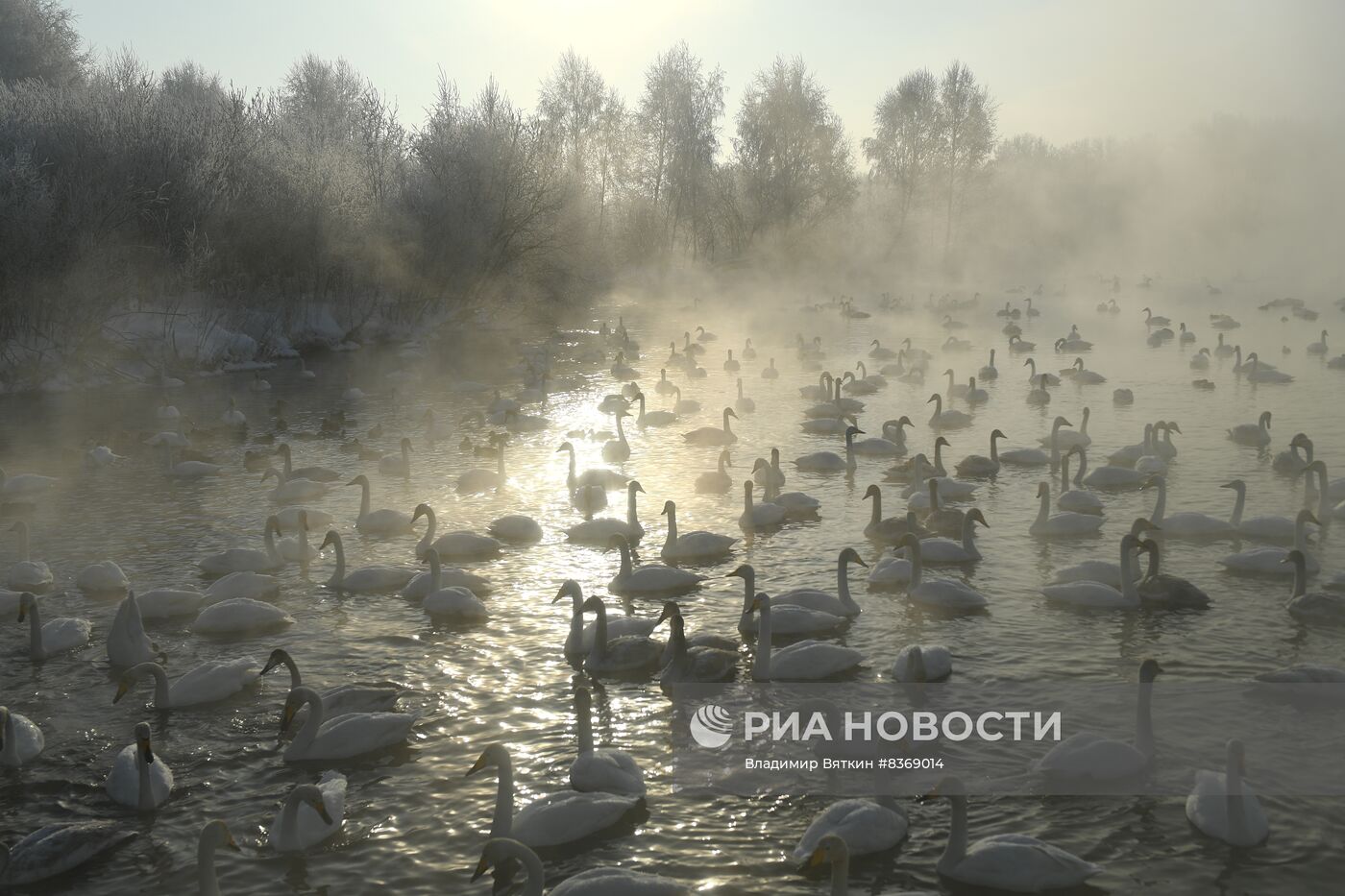 Зимовка лебедей в Алтайском крае