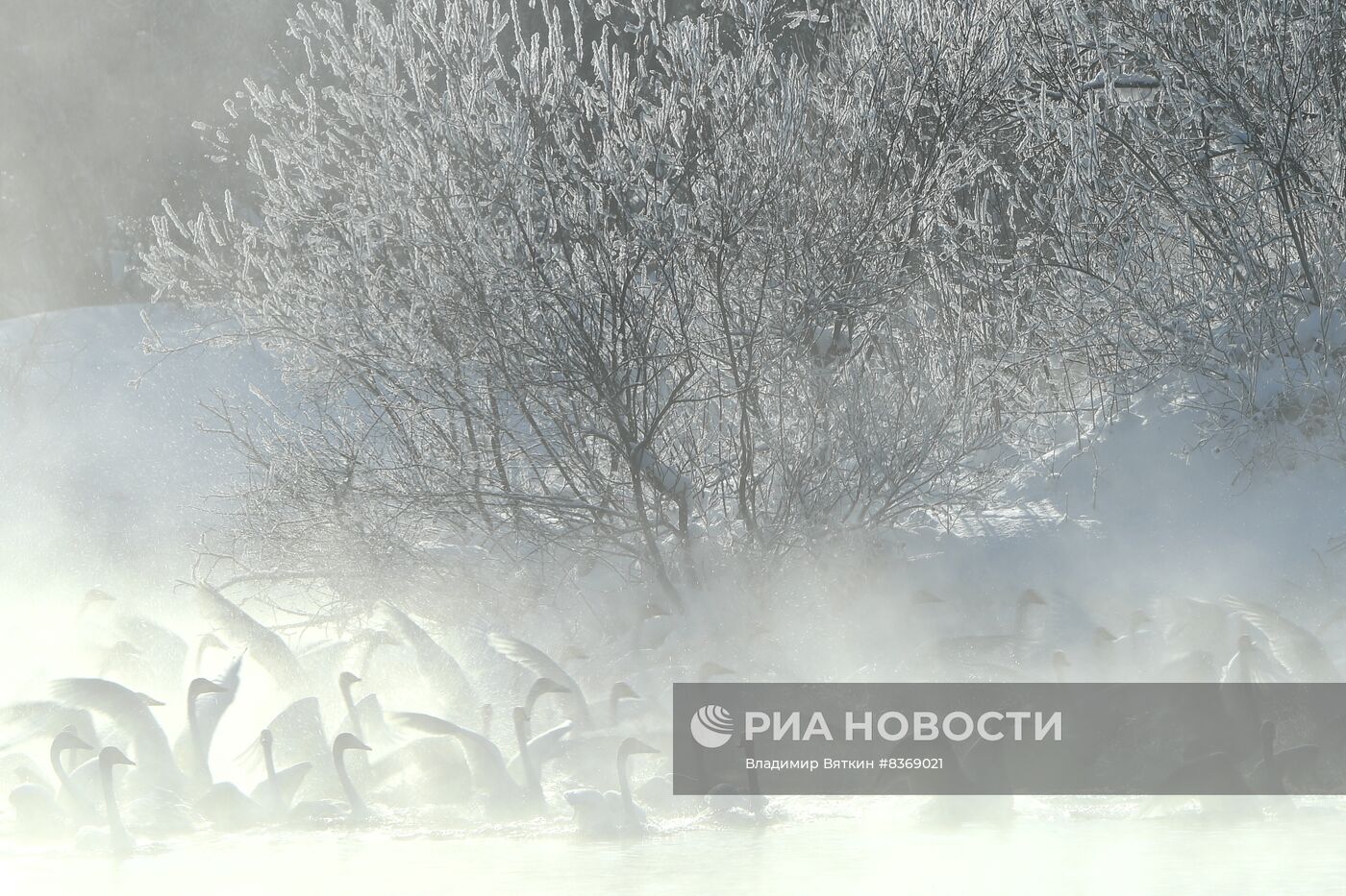 Зимовка лебедей в Алтайском крае