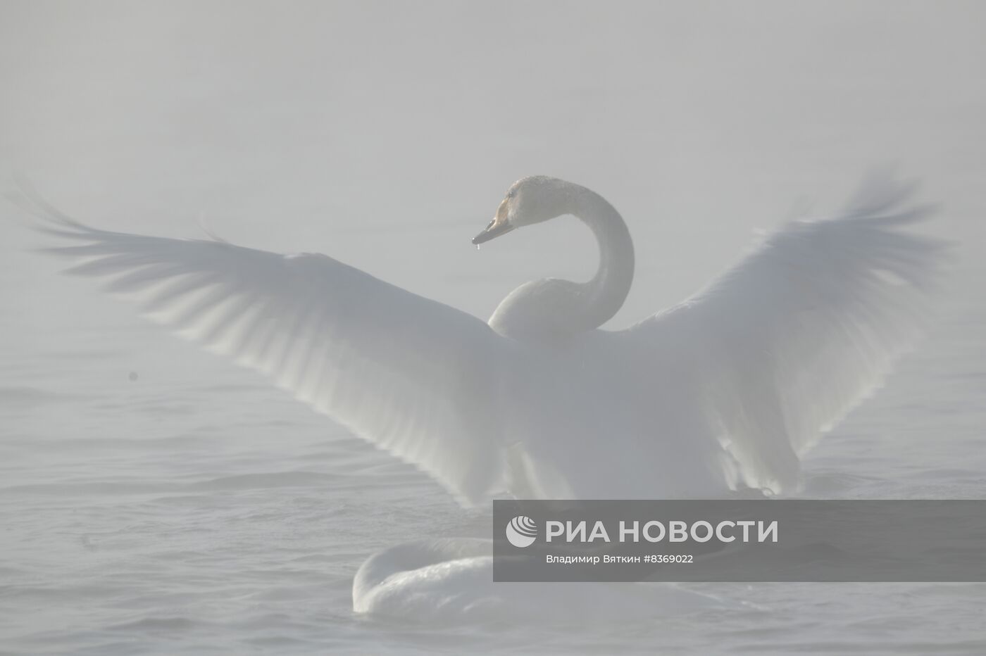 Зимовка лебедей в Алтайском крае
