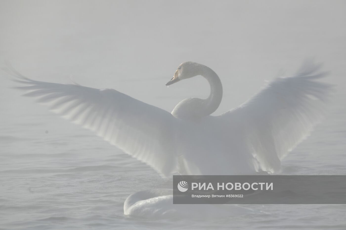 Зимовка лебедей в Алтайском крае