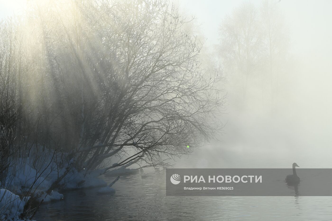 Зимовка лебедей в Алтайском крае