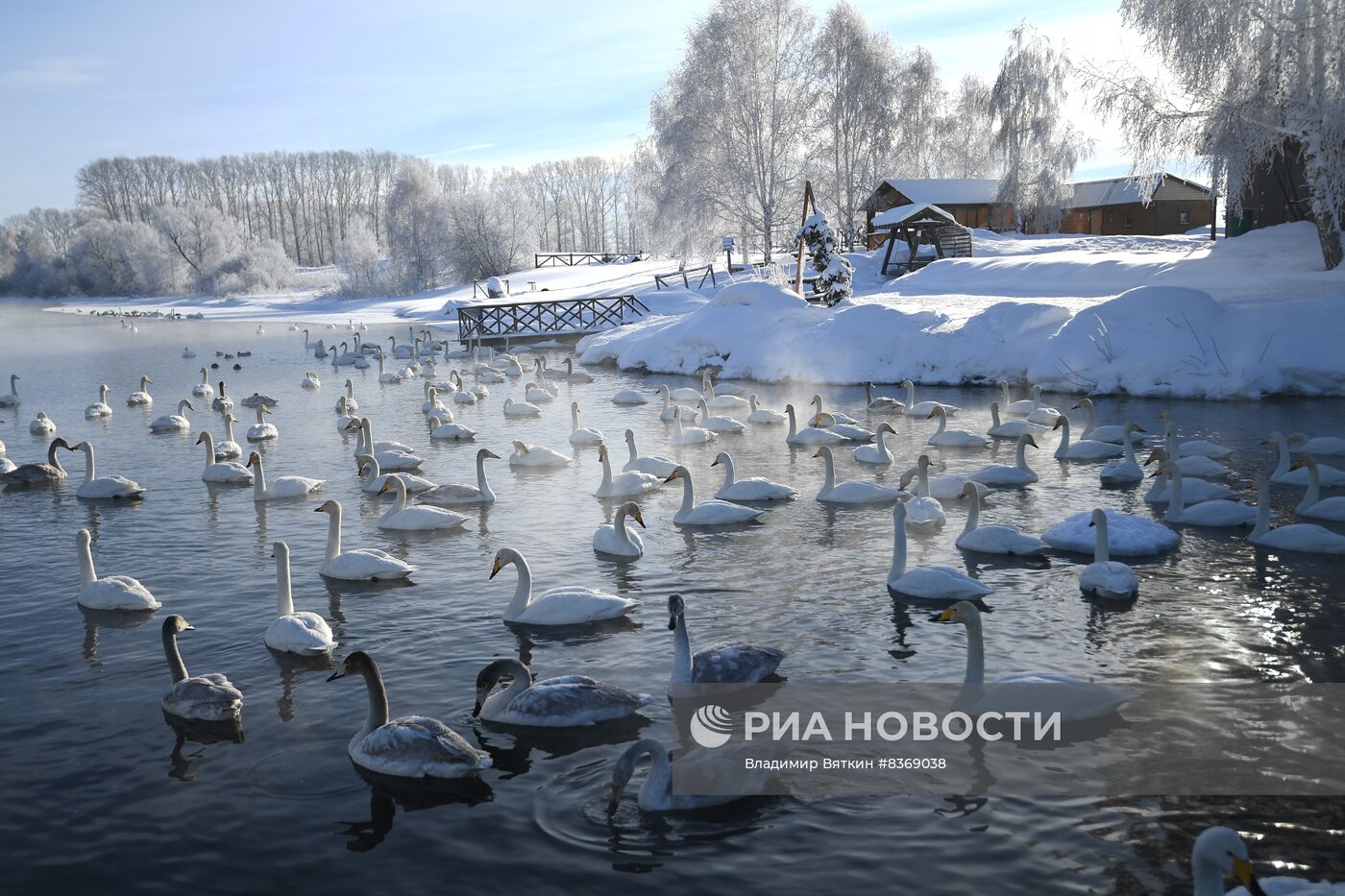 Зимовка лебедей в Алтайском крае