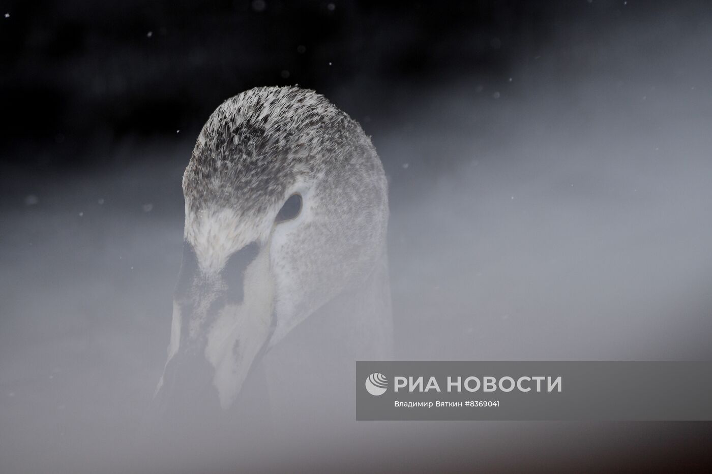 Зимовка лебедей в Алтайском крае