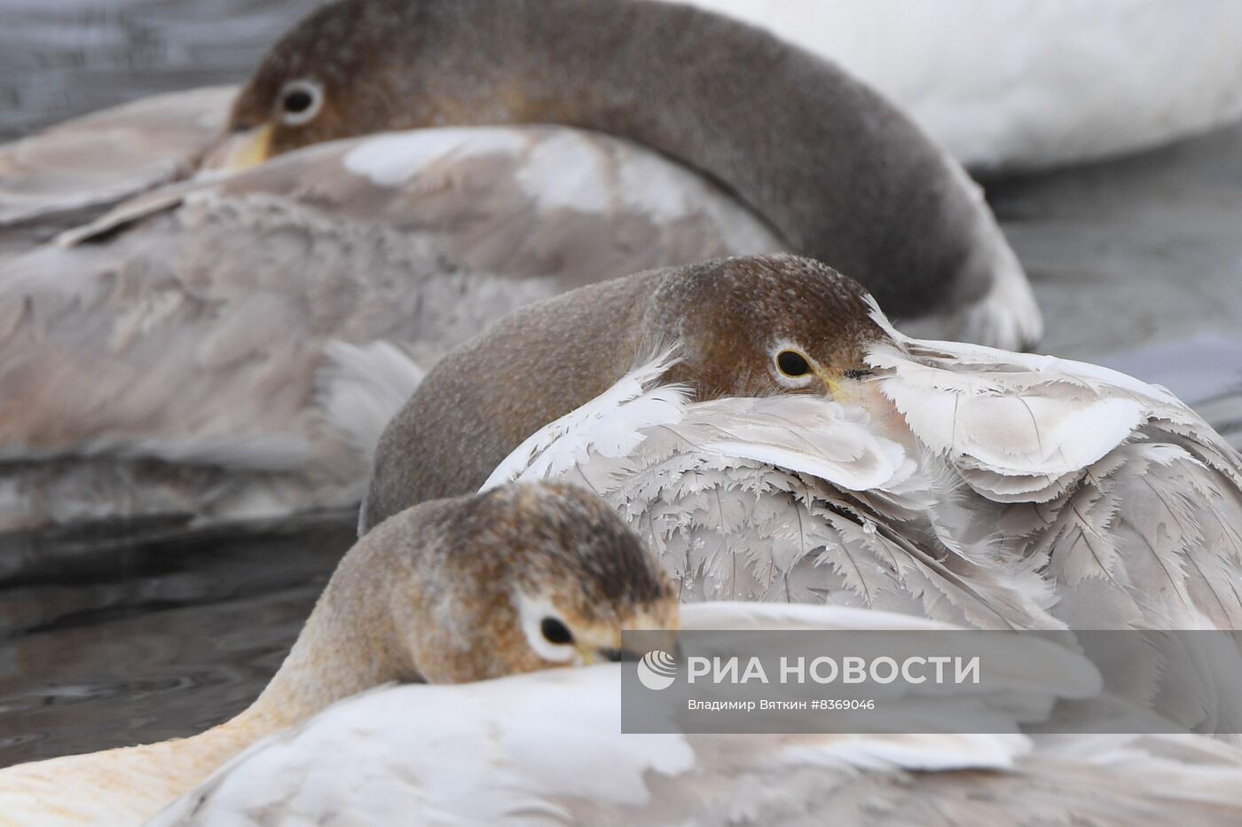 Зимовка лебедей в Алтайском крае