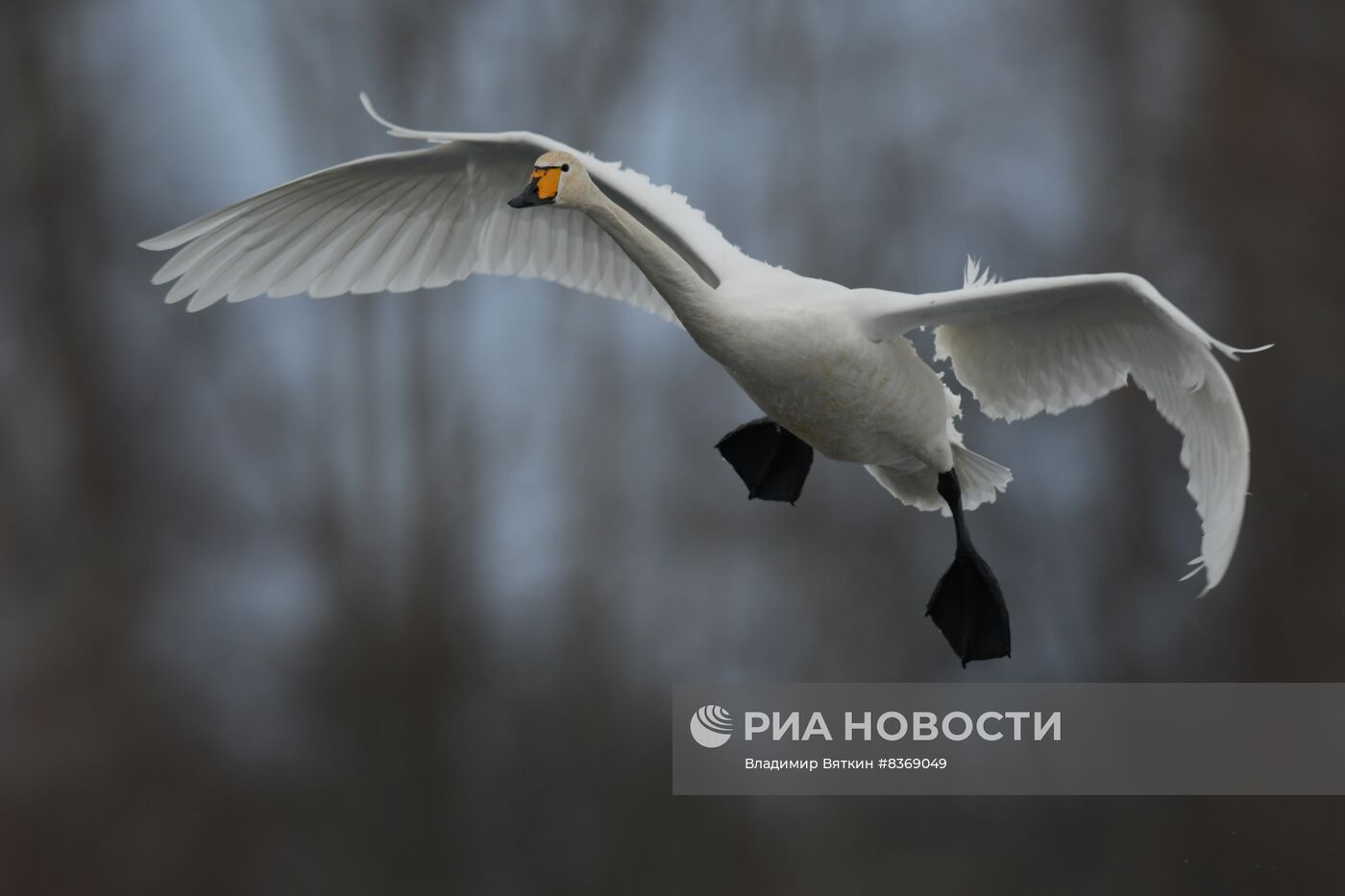 Зимовка лебедей в Алтайском крае