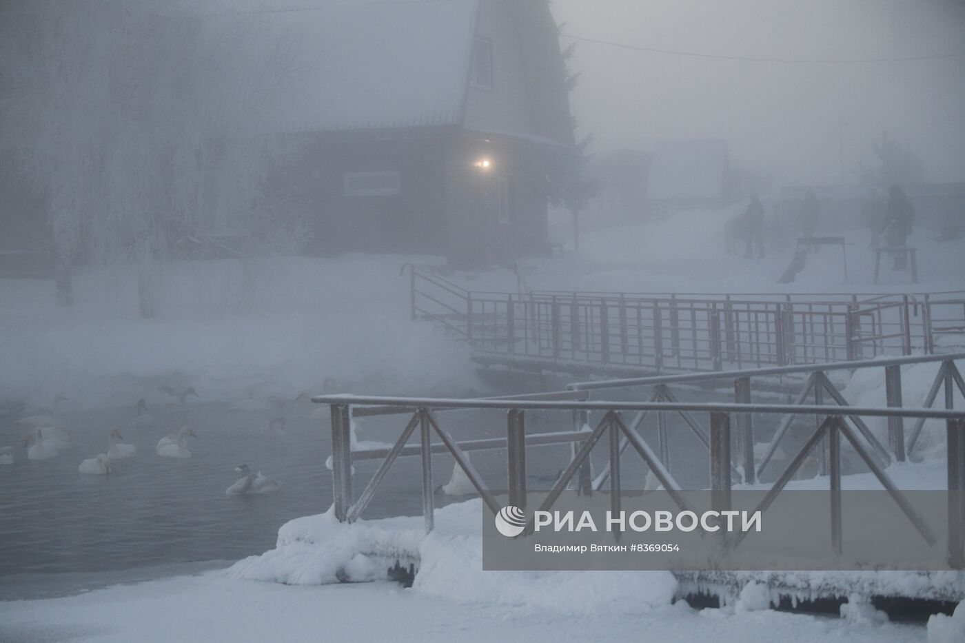 Зимовка лебедей в Алтайском крае