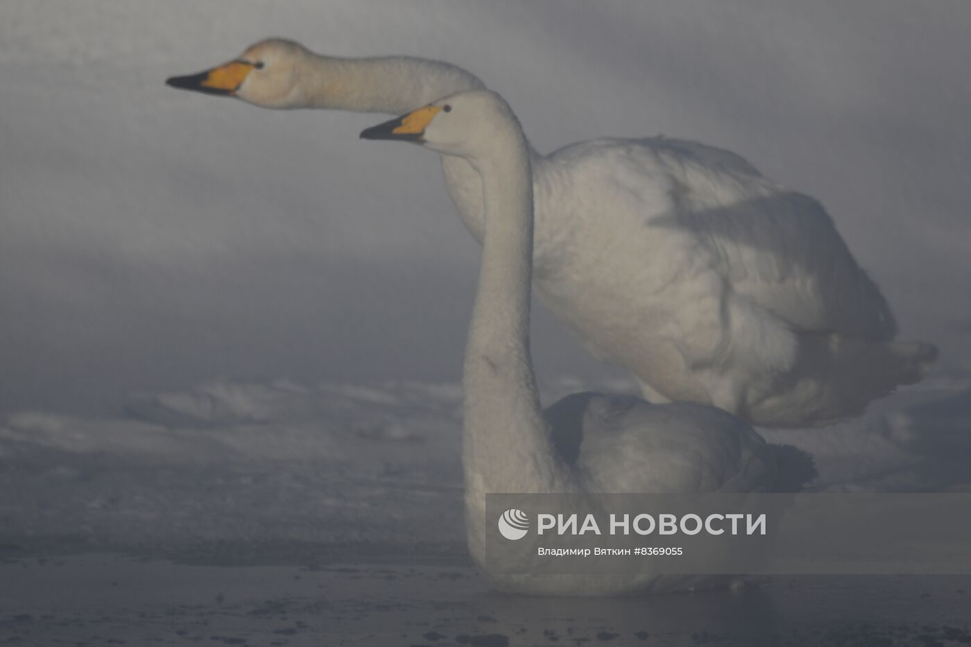 Зимовка лебедей в Алтайском крае