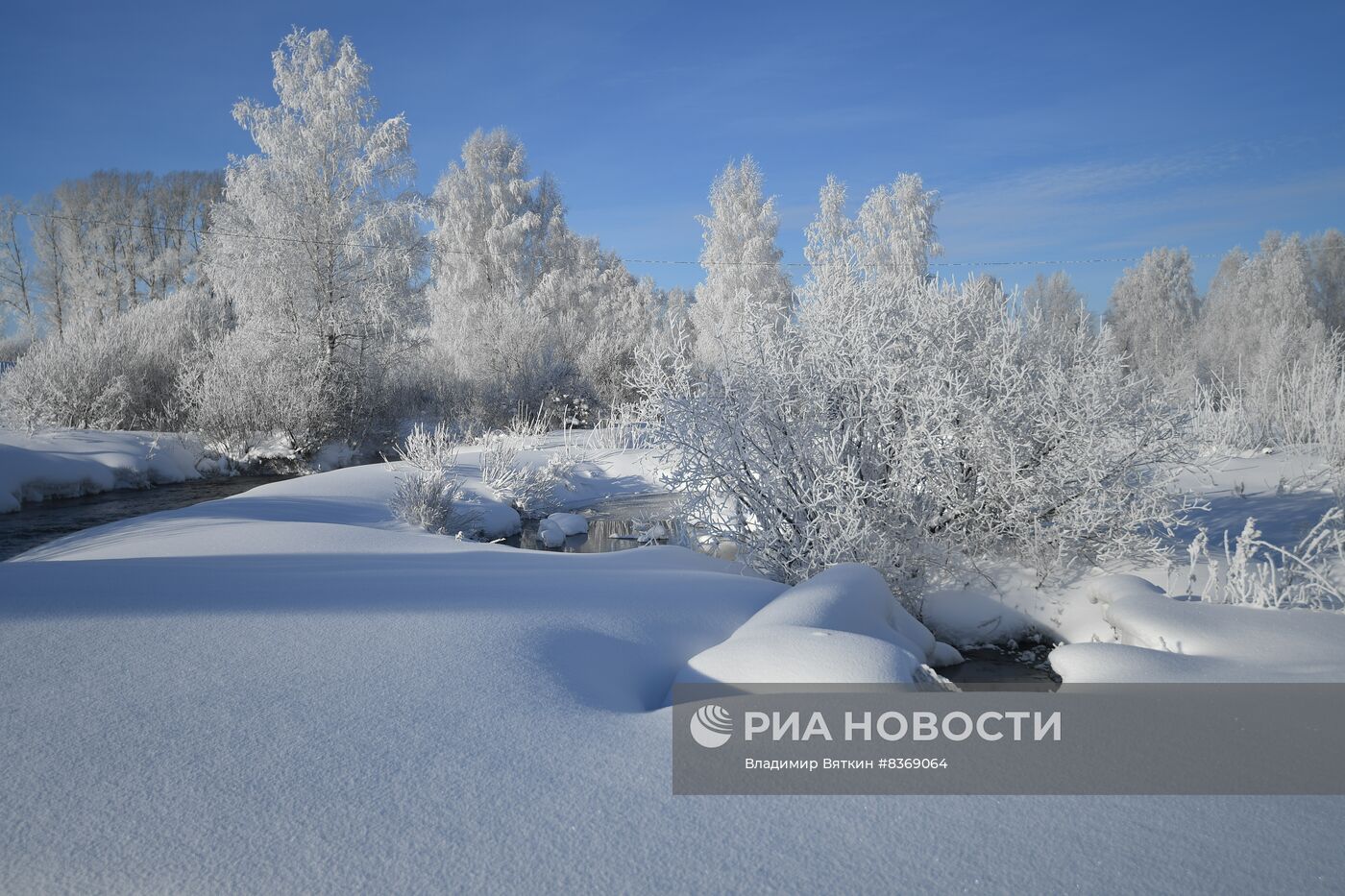 Зимовка лебедей в Алтайском крае