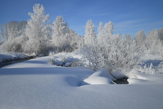 Зимовка лебедей в Алтайском крае