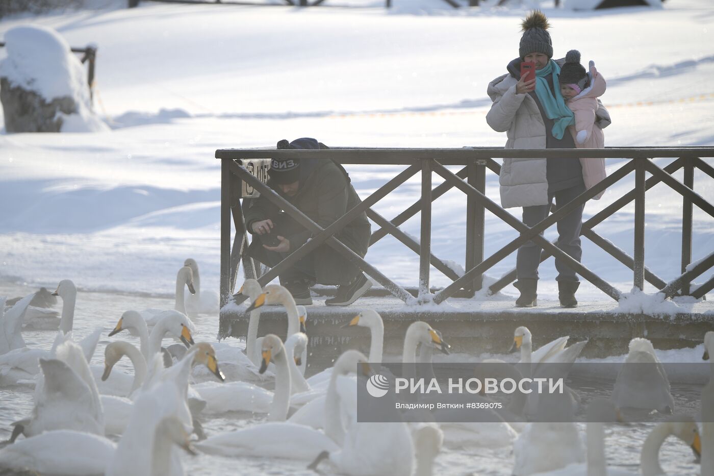 Зимовка лебедей в Алтайском крае