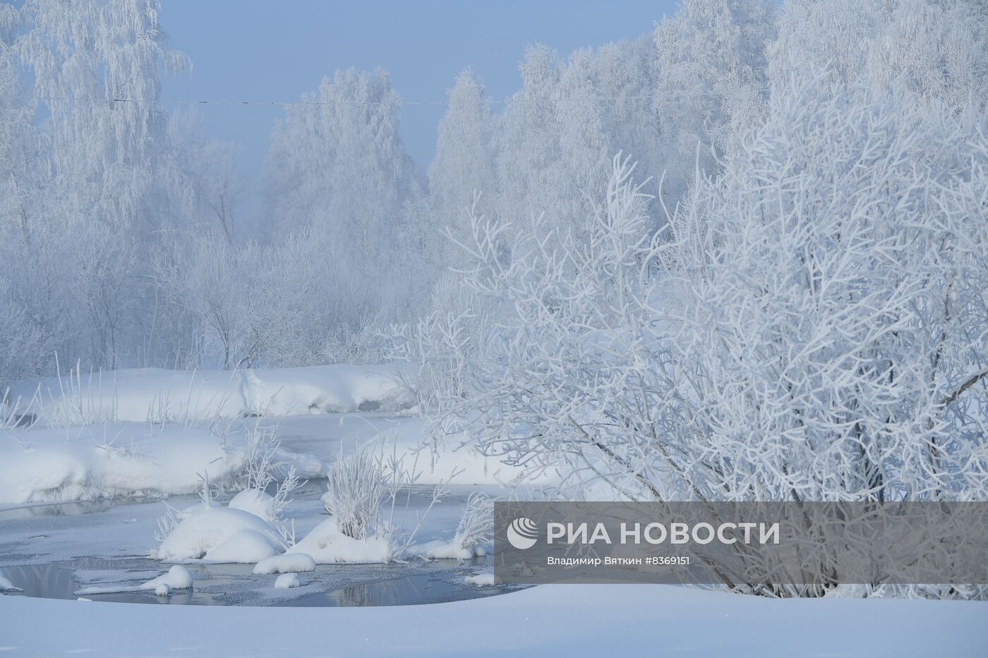Зимовка лебедей в Алтайском крае
