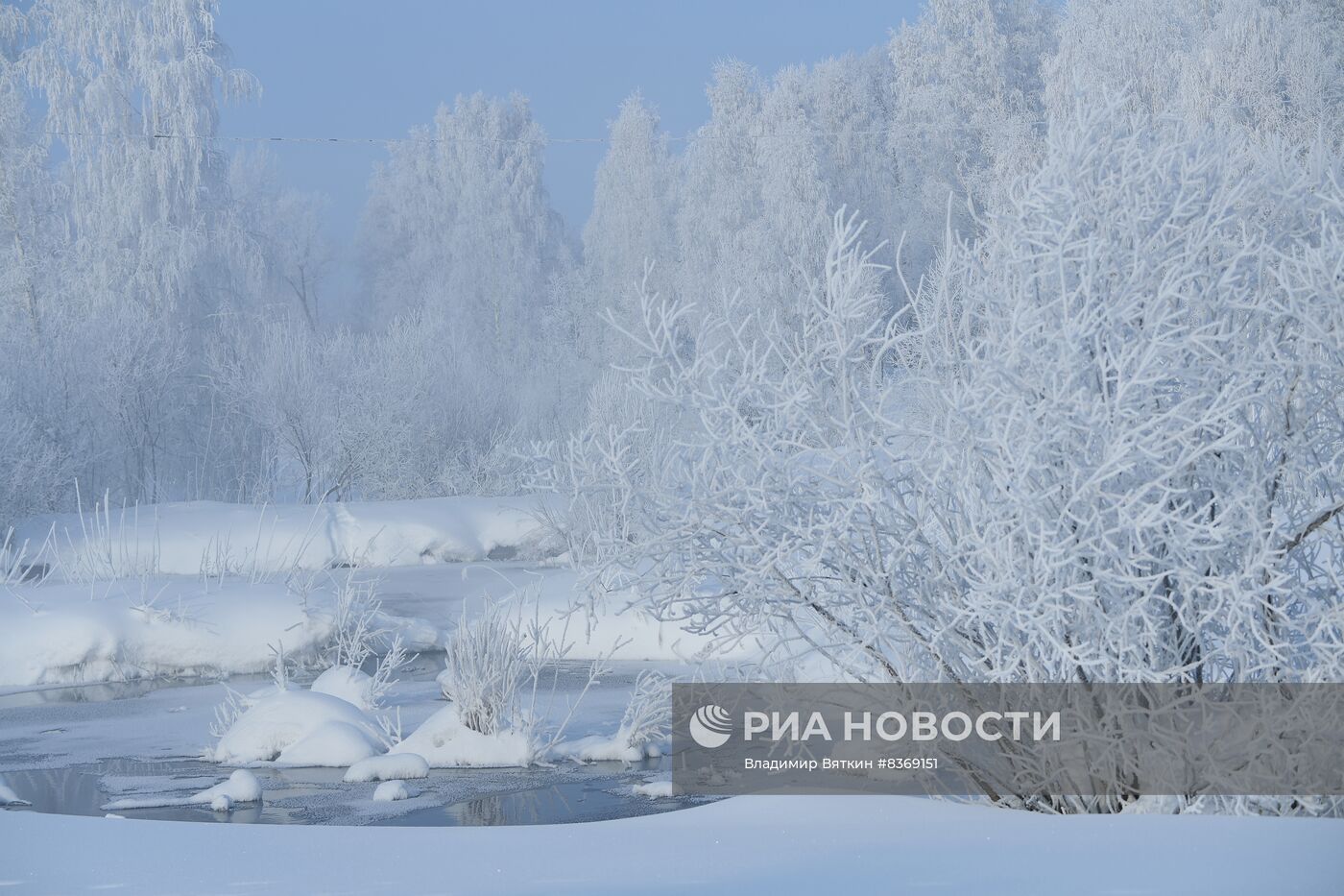 Зимовка лебедей в Алтайском крае