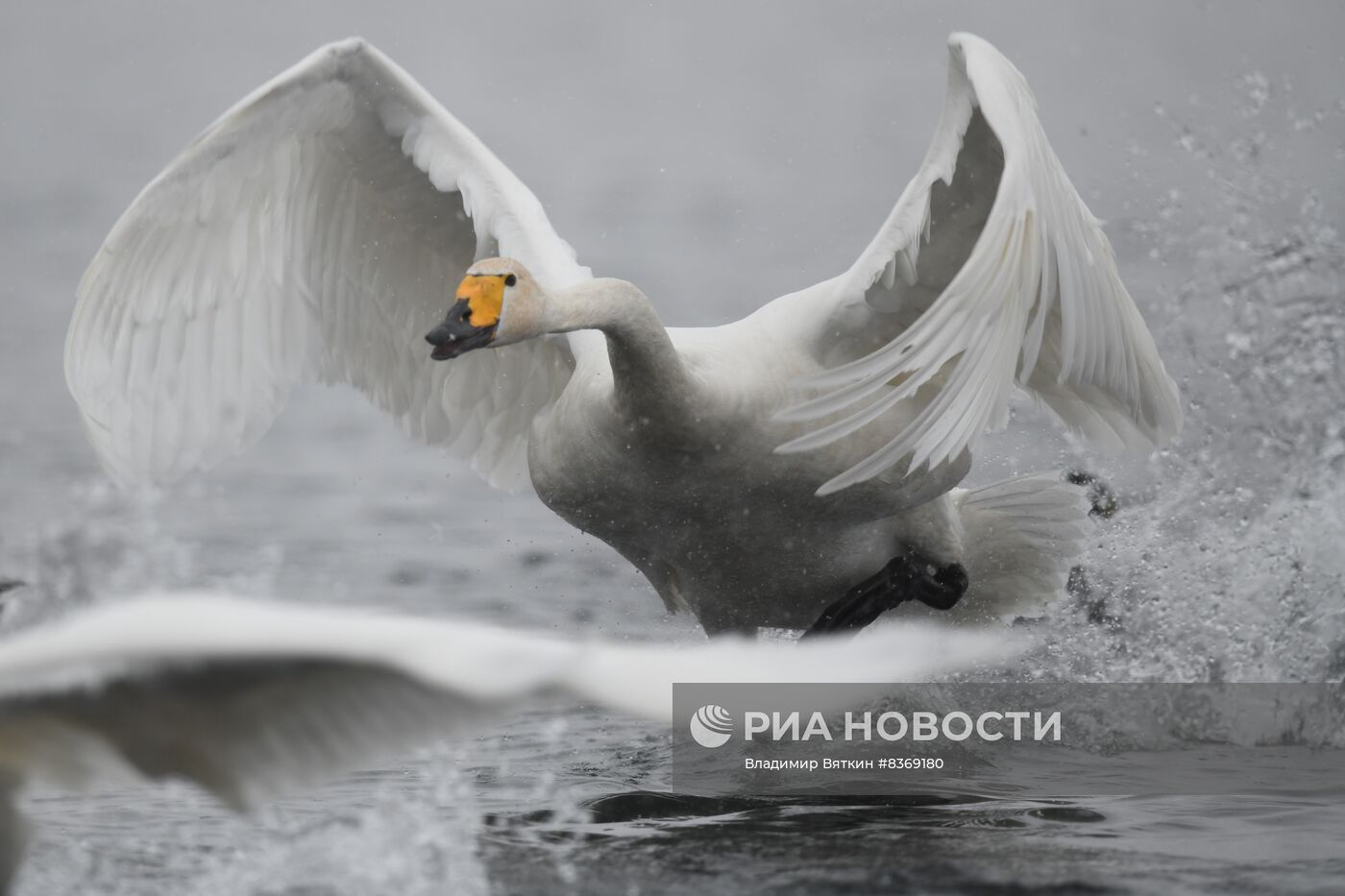 Зимовка лебедей в Алтайском крае