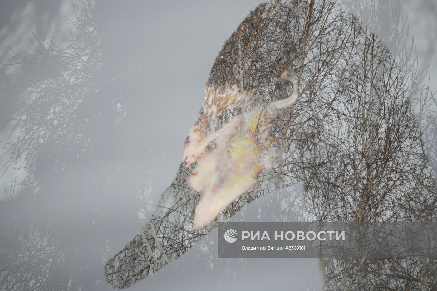 Зимовка лебедей в Алтайском крае