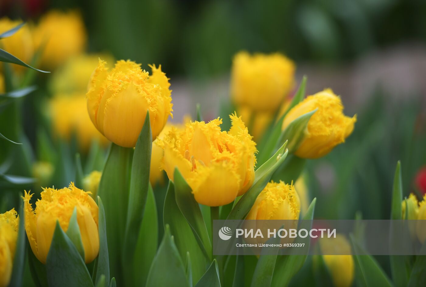 Выставка цветов "Репетиция весны"