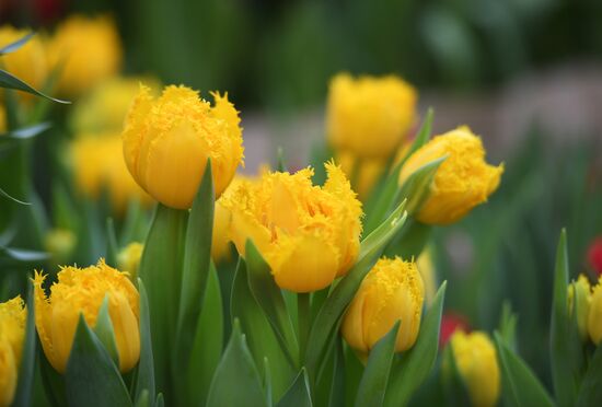 Выставка цветов "Репетиция весны"