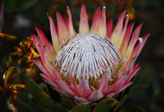 Выставка цветов "Репетиция весны"