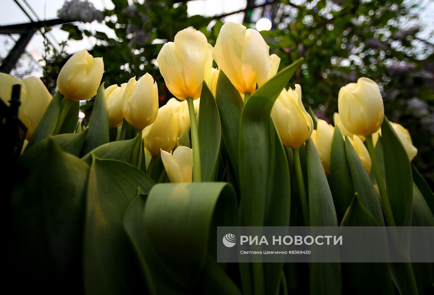 Выставка цветов "Репетиция весны"