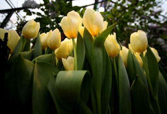 Выставка цветов "Репетиция весны"