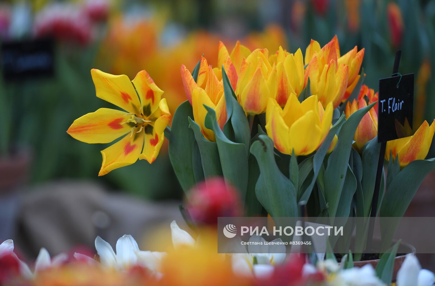 Выставка цветов "Репетиция весны"